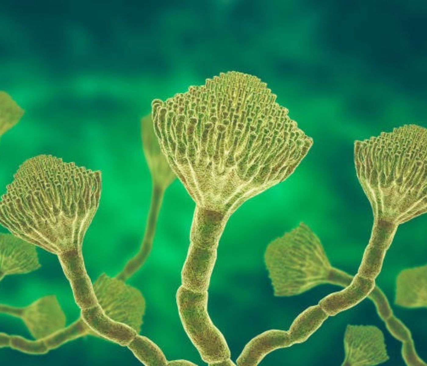 Micotoxinas deixam de ser ameaça invisível e entram no radar da produção animal