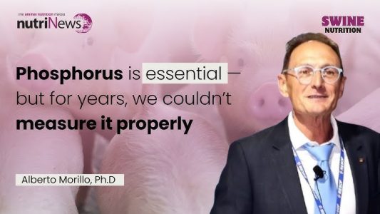 Phosphorus in swine nutrition : Expert insights – Dr Alberto Morillo