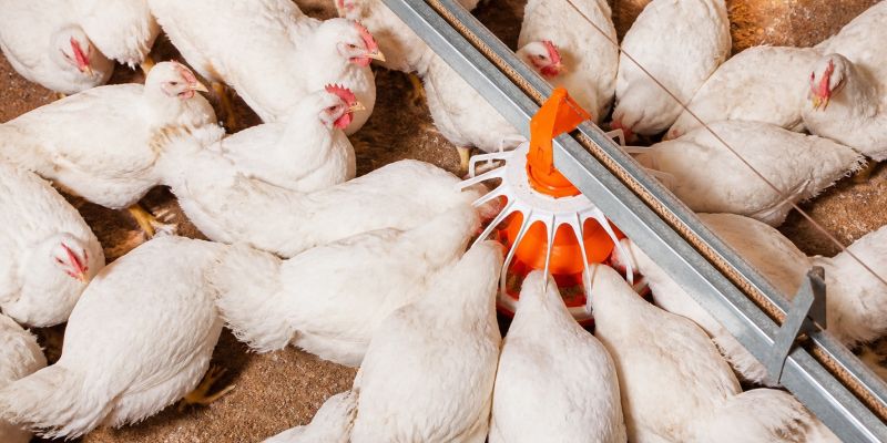 EW Nutrition named Strategic Partner for Poultry Nutrition Masterclass 2026