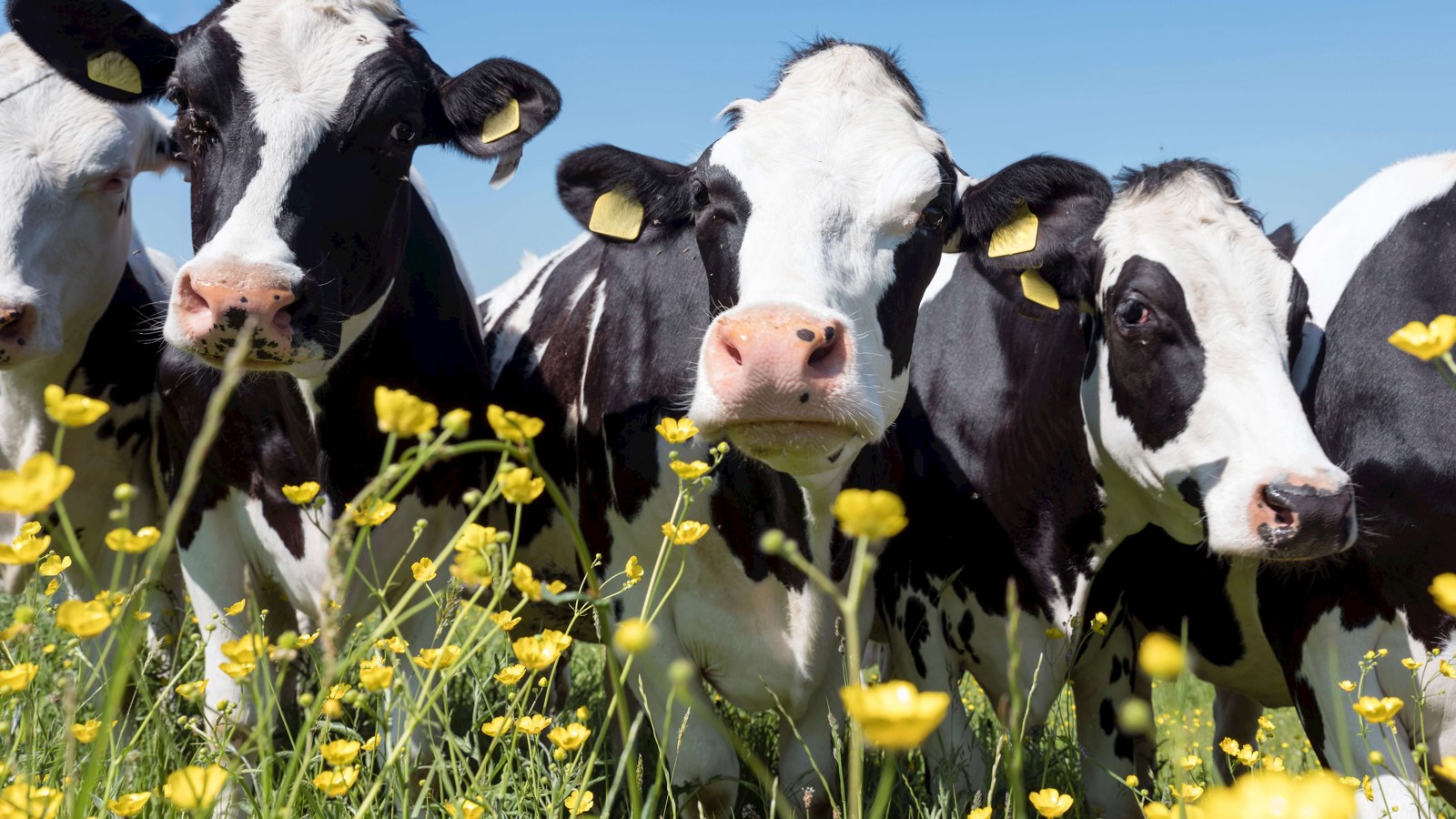 Not all organic selenium is equal: Why the source behind the label matters