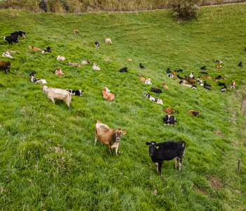 informe - FAO