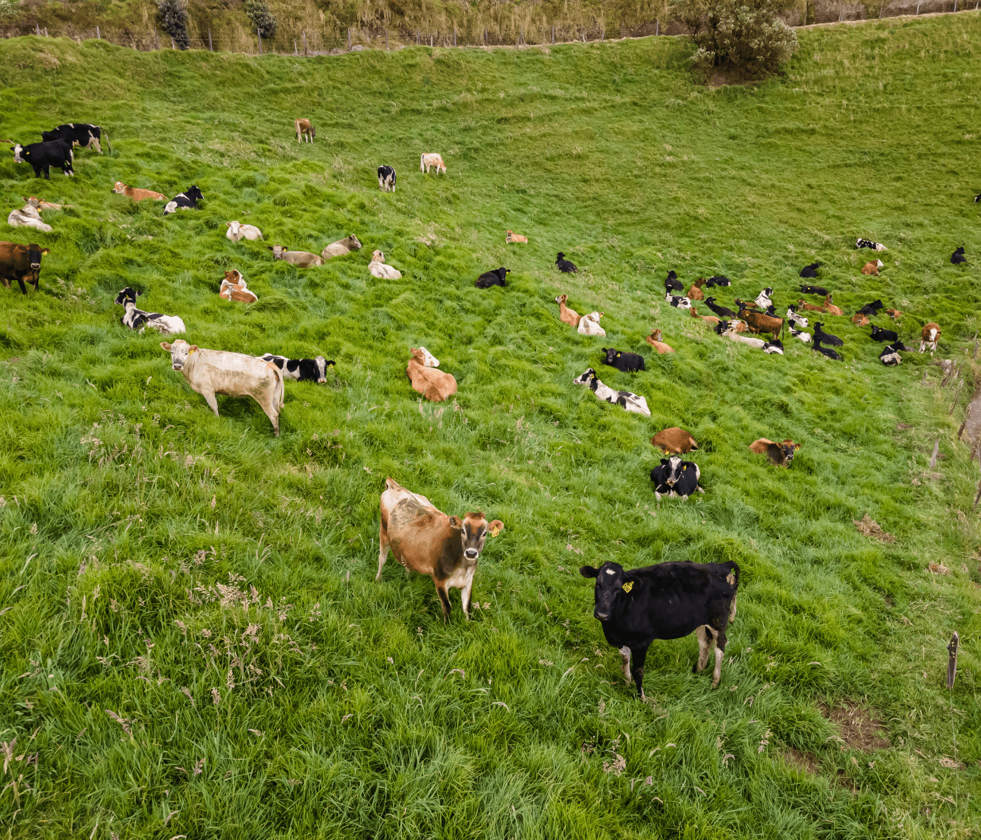 Nuevo informe de la FAO analiza los retos de la ganadería sostenible