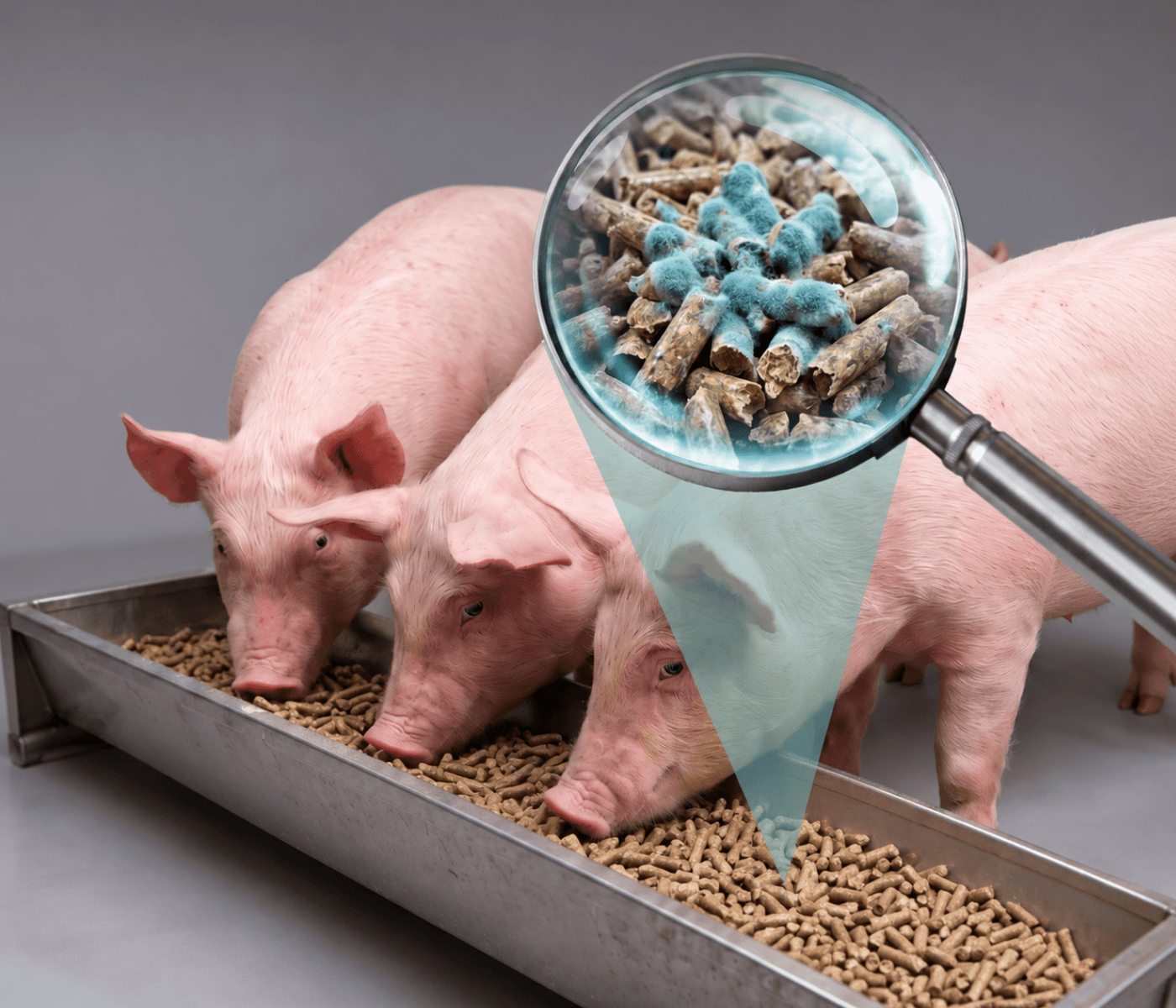 Micotoxinas en cerdos: cómo elegir estrategias según la toxina