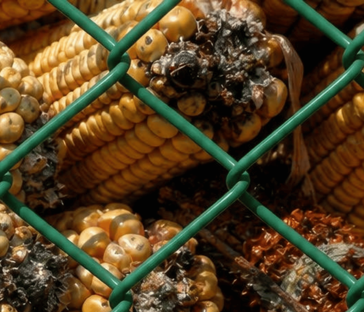 Gerenciando o Risco de Micotoxinas em um Clima de Mudança