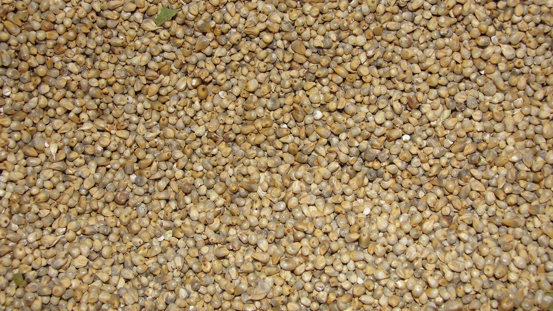 Philippines explores millet to ease feed costs