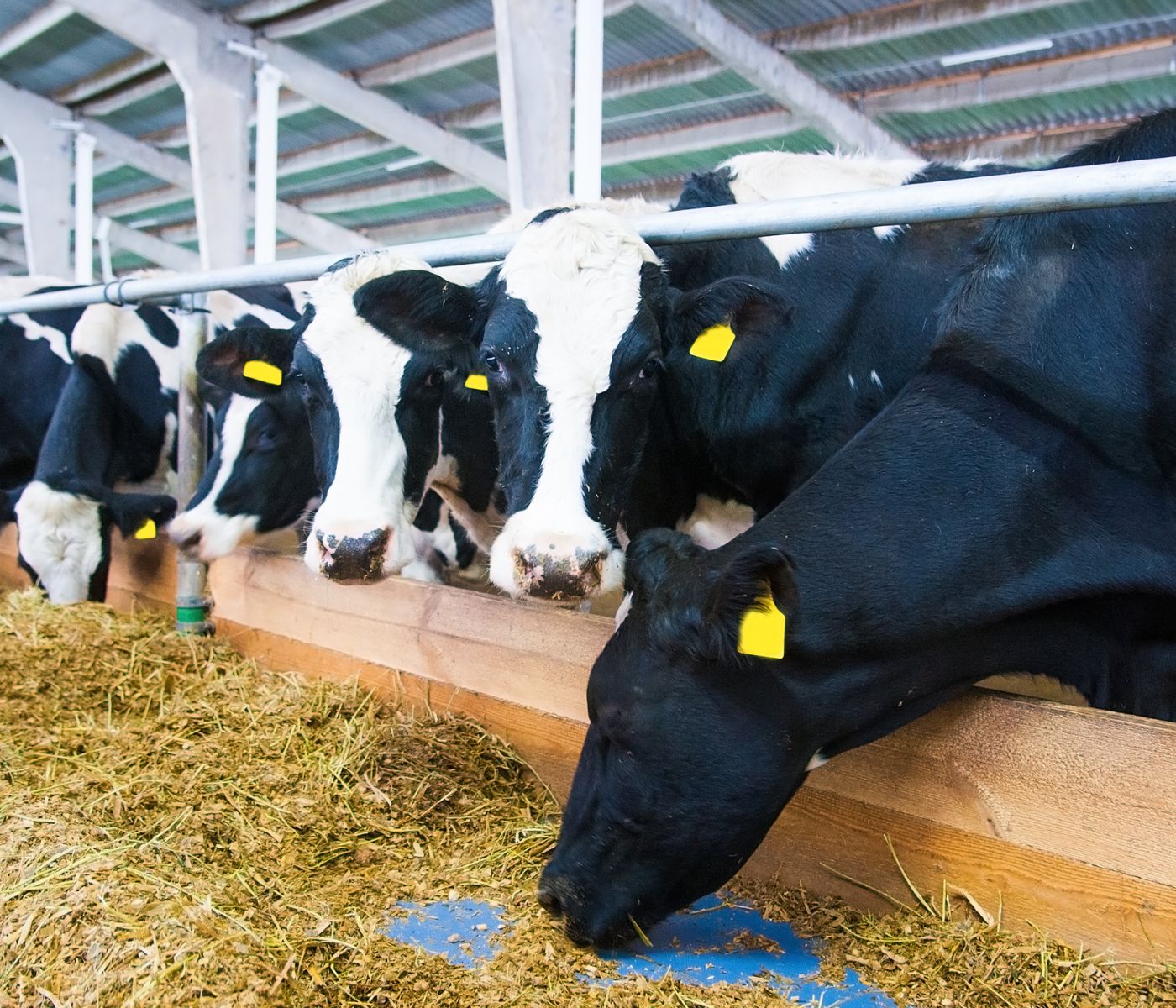 Aditivos nutricionales en rumiantes: optimizar la fermentación y el desempeño