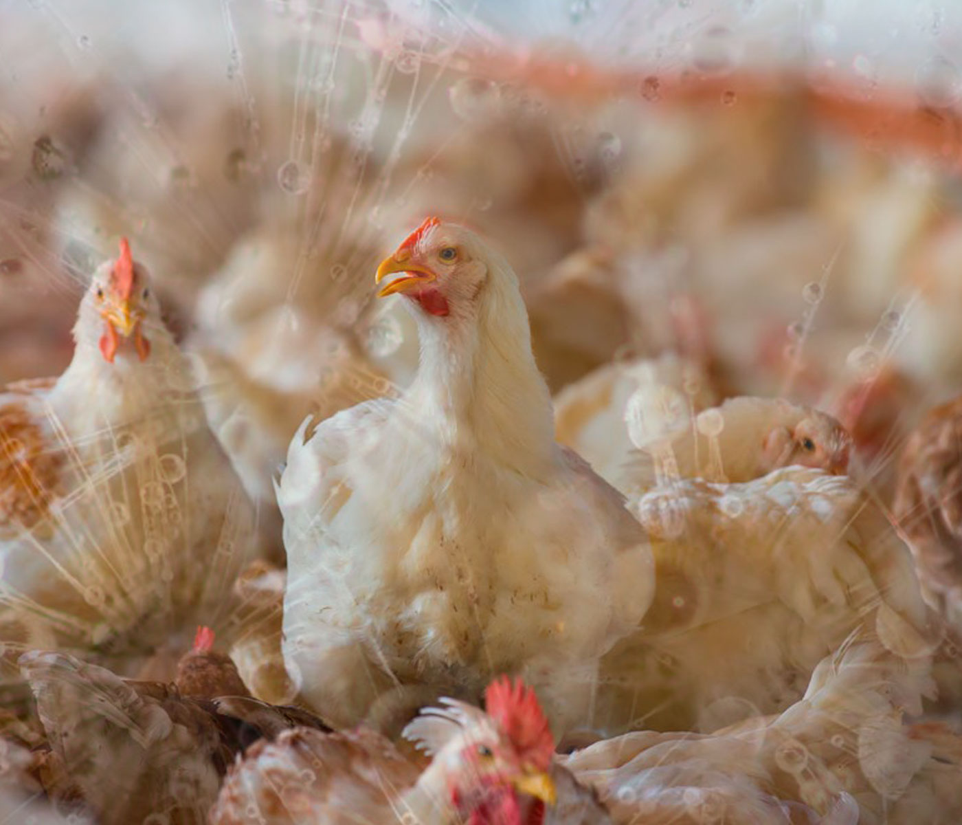 Adsorbentes orgánicos e inorgánicos junto a compuestos funcionales en pollos