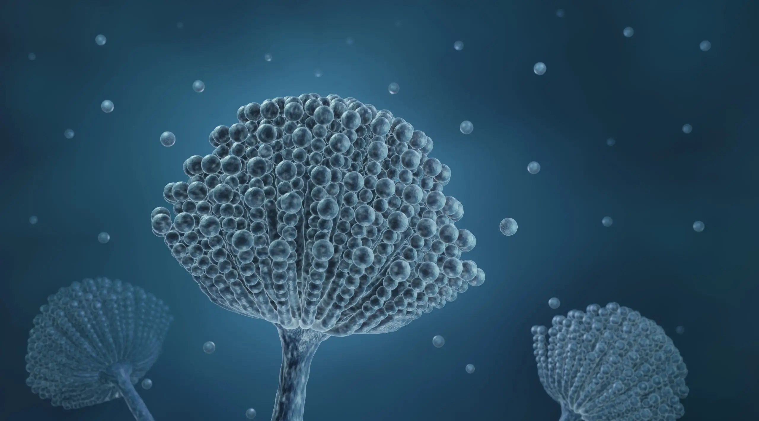 T5X: A comprehensive approach to mycotoxin risk management