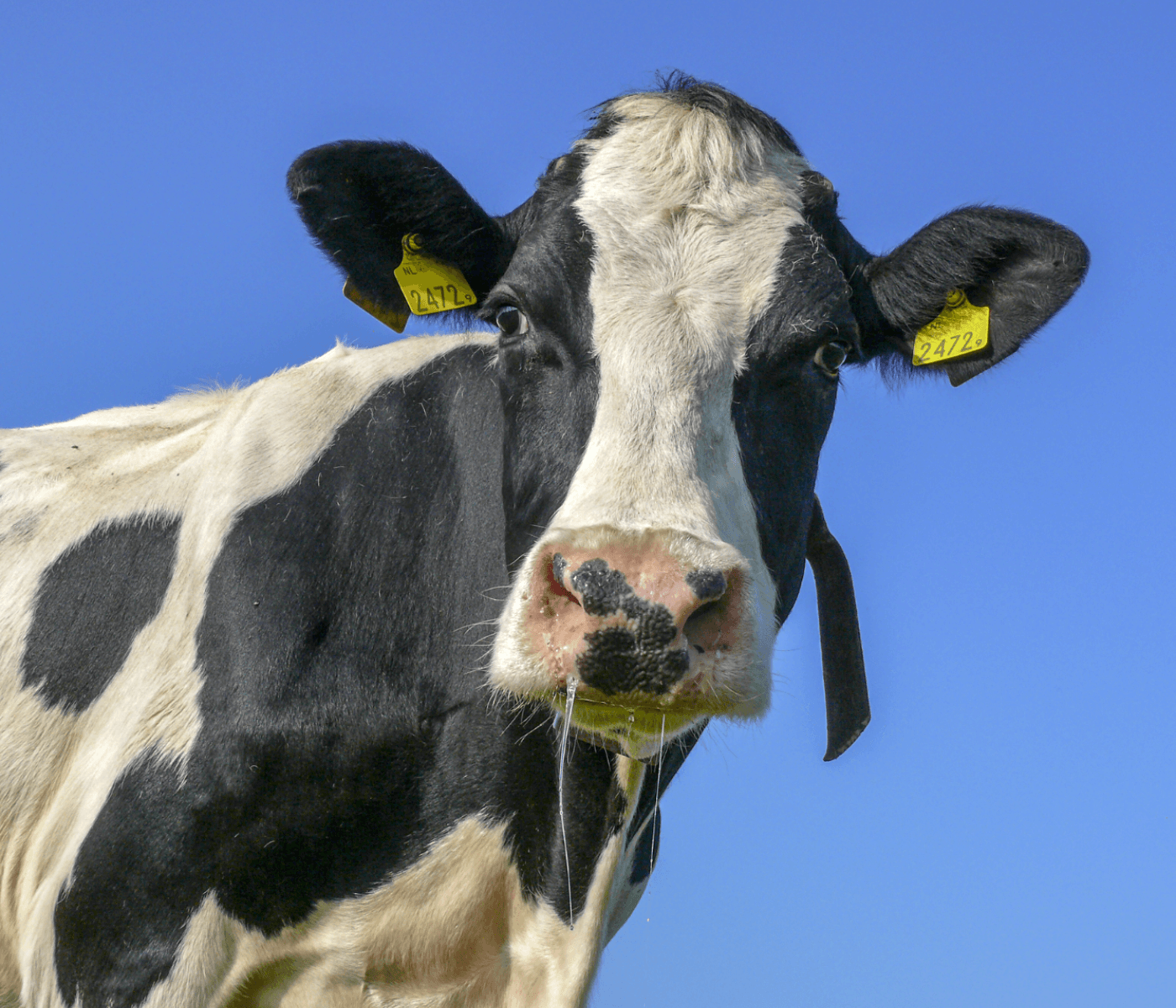 Acidosis subclínica en verano: repensar la estrategia tampón