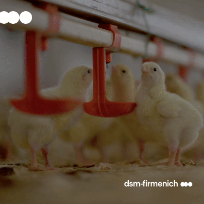 http://dsm%20nutrinews%20latam%20octubre%20a%20diciembre
