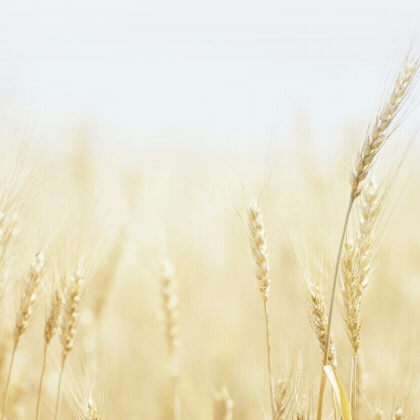 http://nutriFORUM%20España