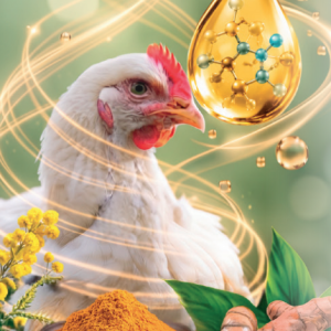 Más allá de la colina: salud hepática y metabolismo lipídico en broilers