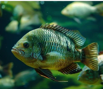From Food Waste to Fish Feed