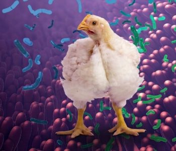 Early microbiota