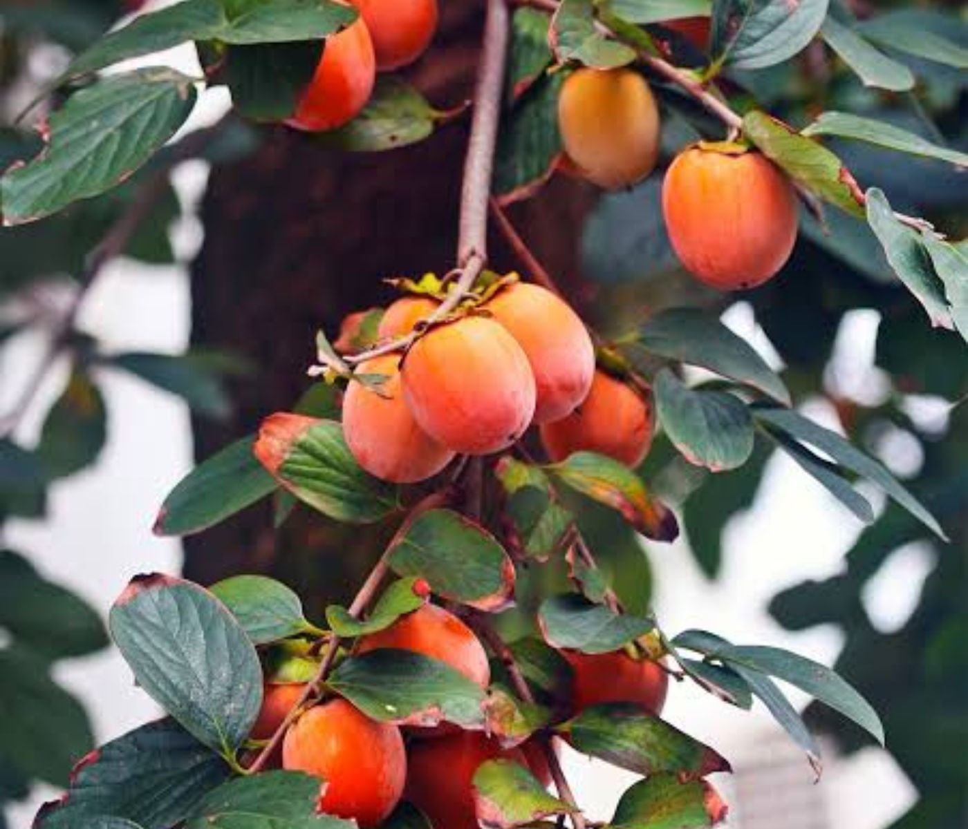 From Fruit Waste to Feed: Persimmon Peel Shows Potential in Goat Diets