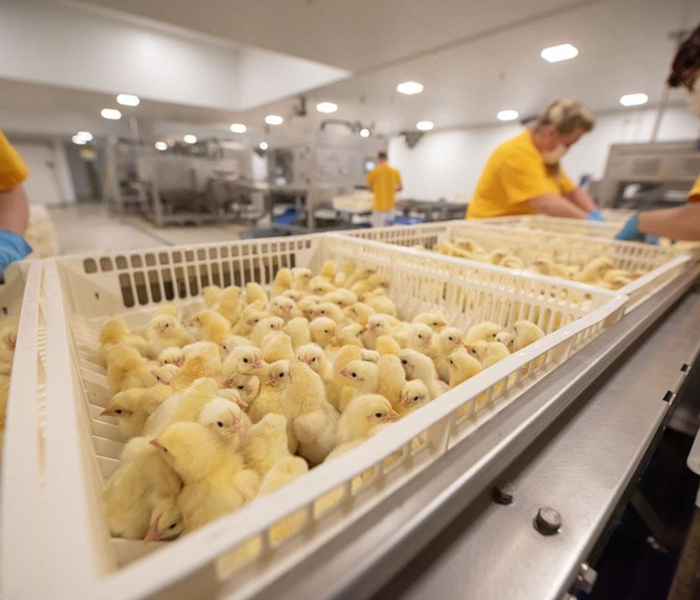 Canada Hatching Egg Production Outlook 2026–2027