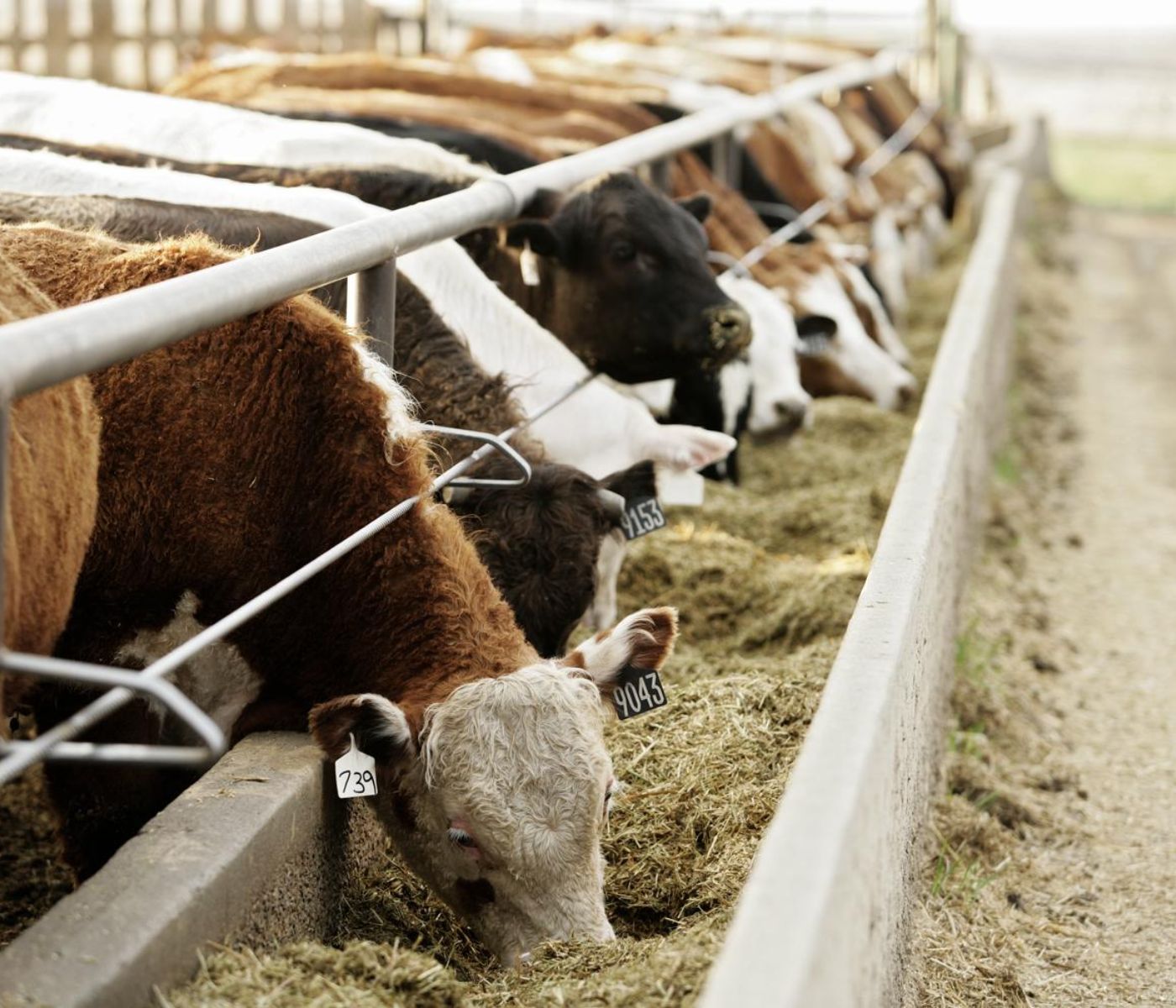 Beef Cattle Acidosis: Risks, Prevention and Feedlot Performance