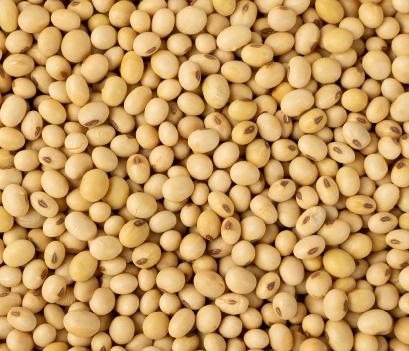 Measuring and Verifying Soy Sustainability in Today’s Animal Feed Supply Chain