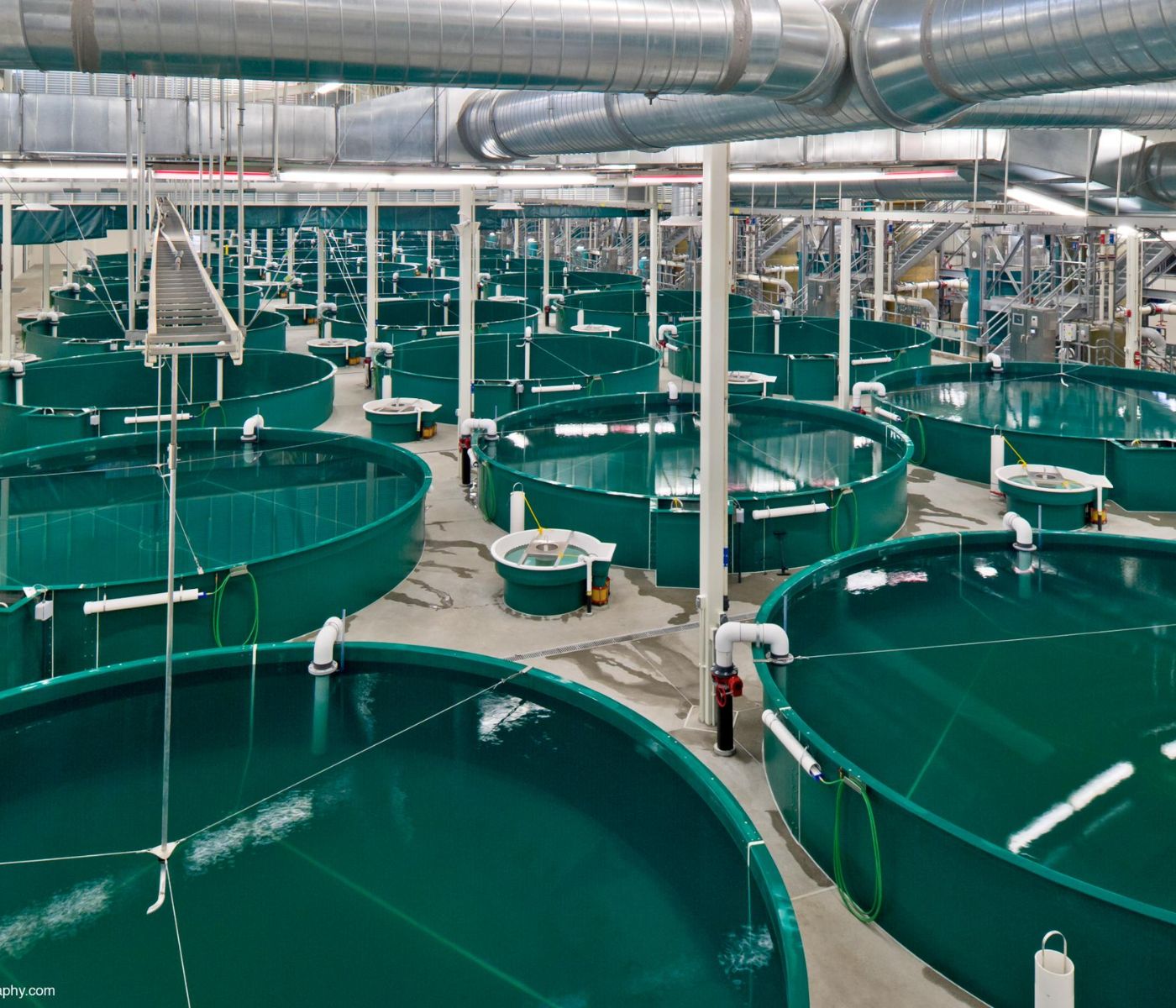 Sustainable Aquaculture: How Innovation Is Reshaping Fish Farming