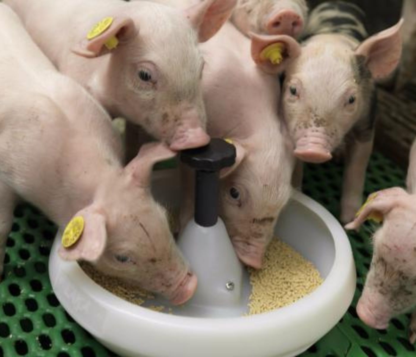 Swine Nutrition Innovations: Gut Health, Feed Efficiency and Costs