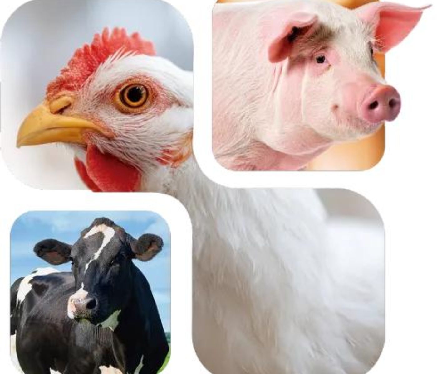 Choline Chloride Alternatives in Animal Nutrition
