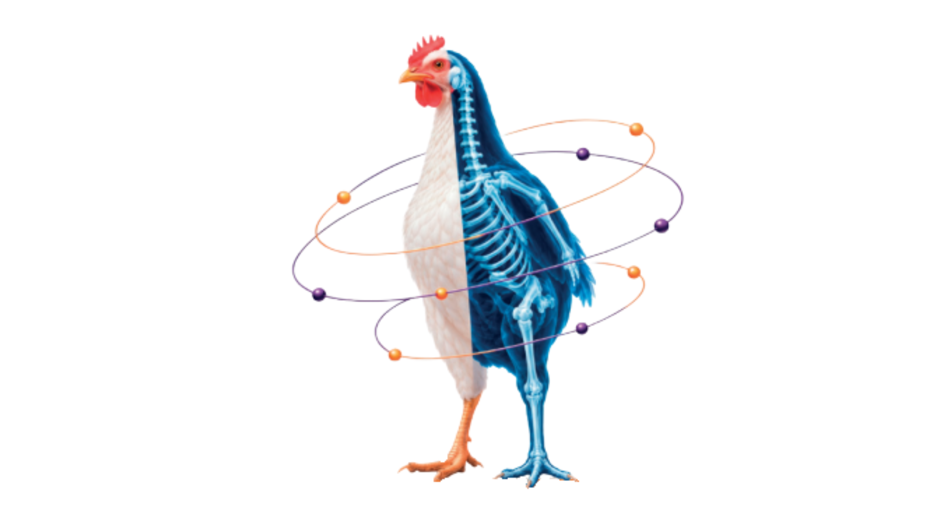El doble papel del calcio en aves: nutriente esencial y limitante del fósforo