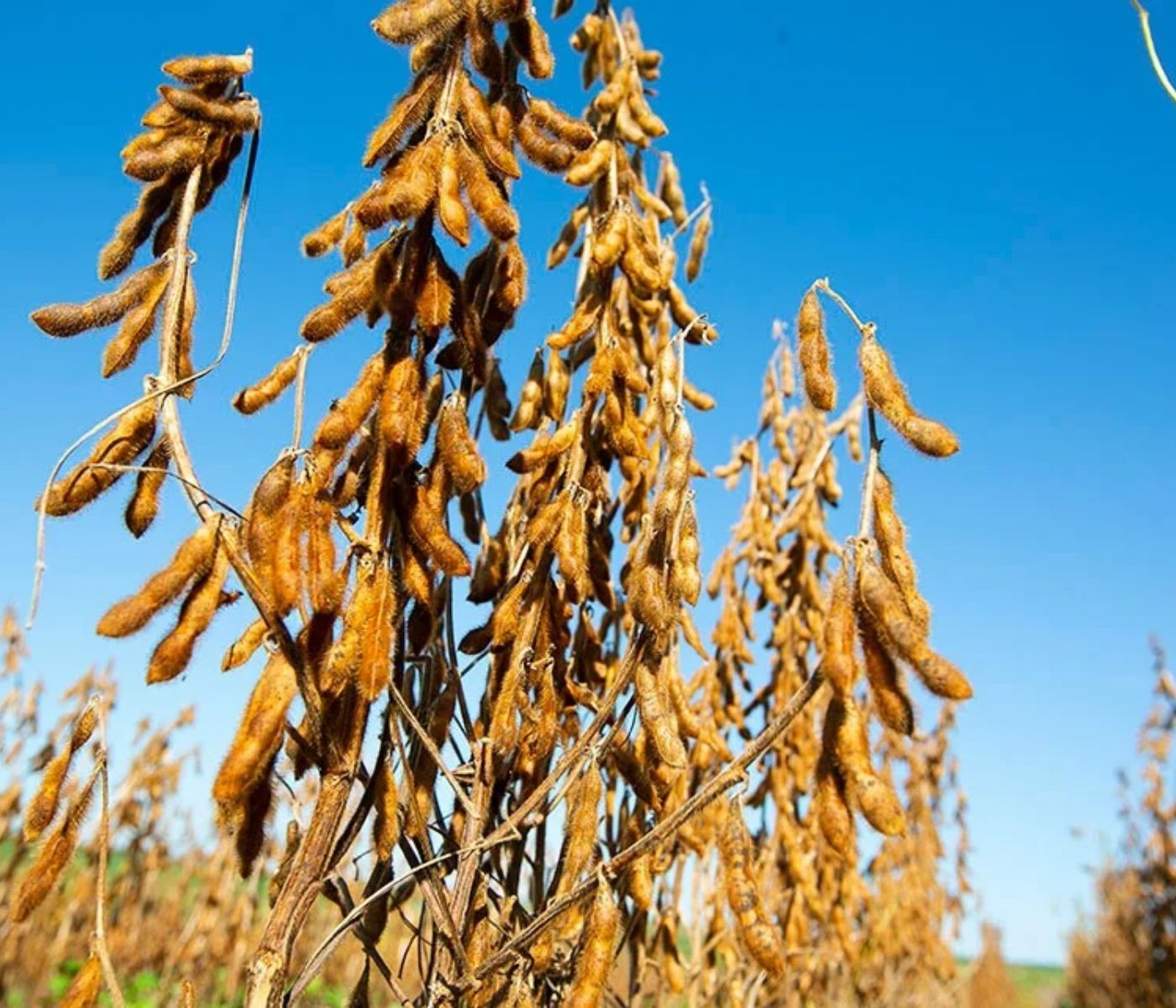 Soja STS amplia manejo de herbicidas, mas exige atenção na sucessão de culturas