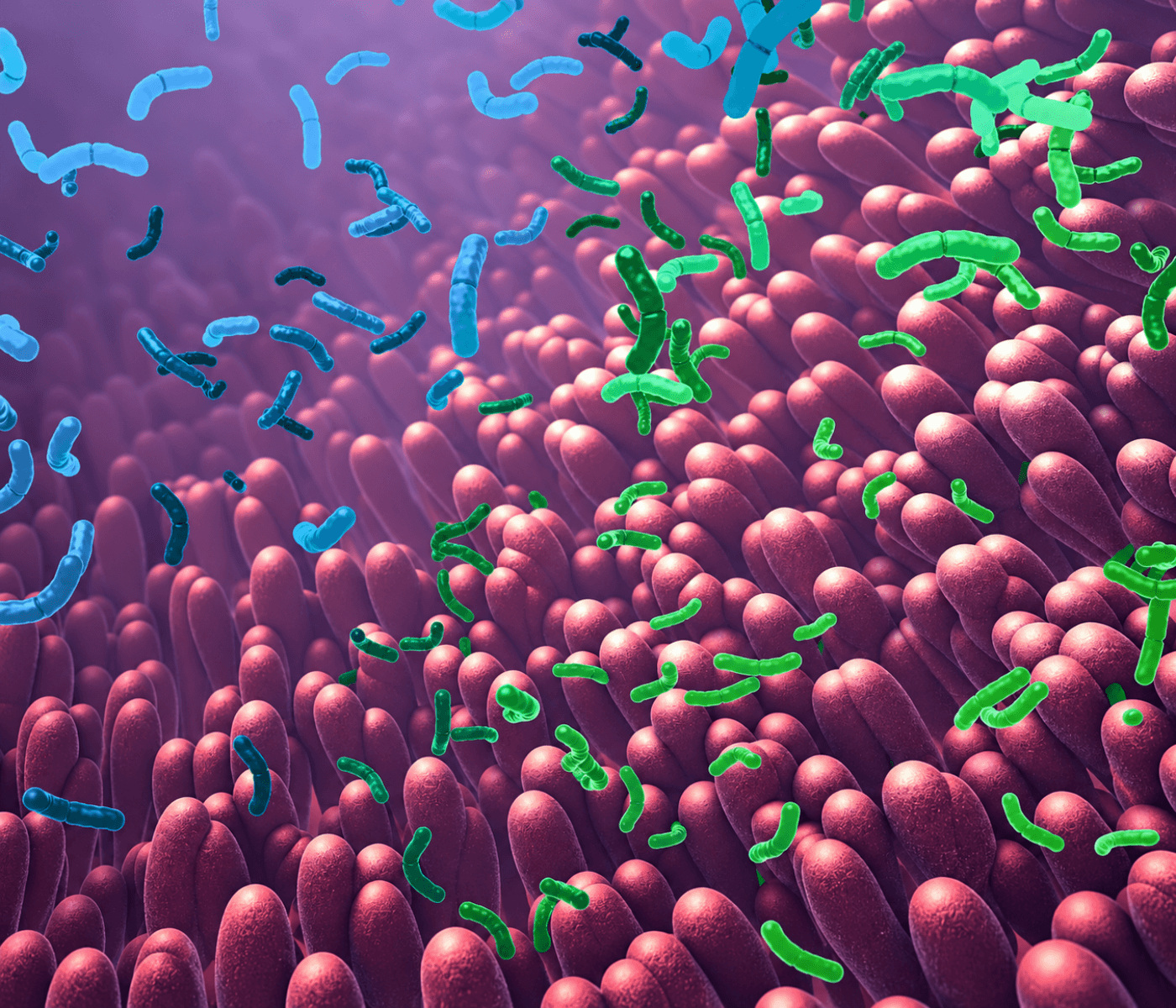 Aceites esenciales + butirato: estrategia para mejorar resiliencia intestinal