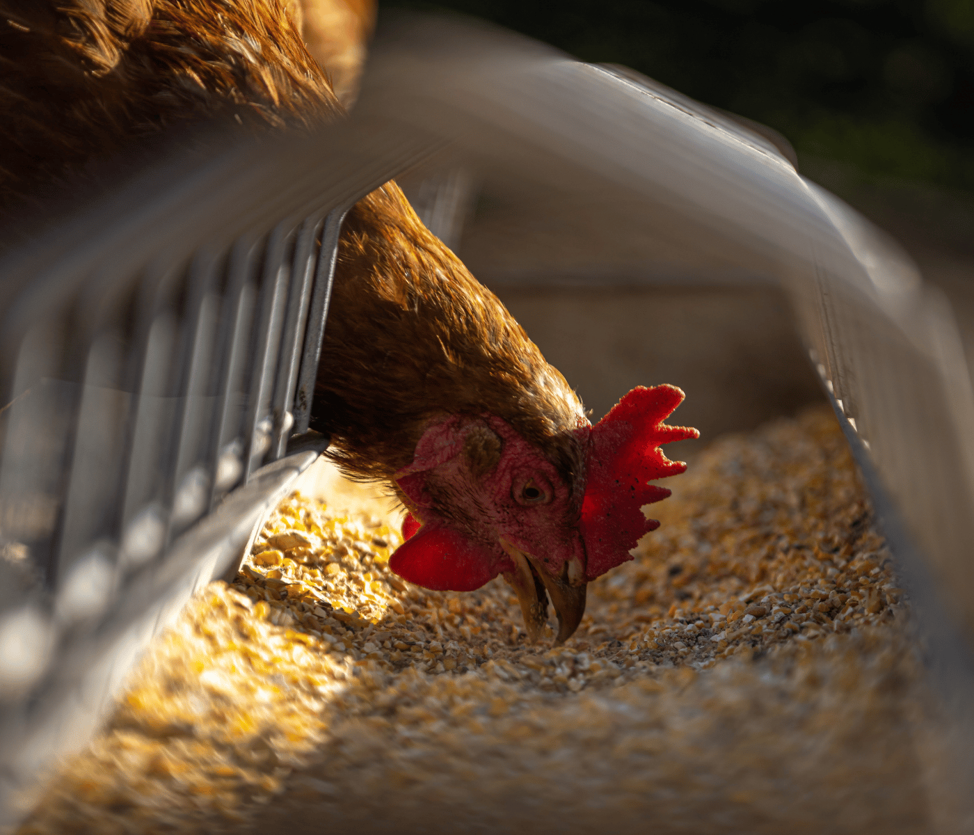 Micotoxinas em Aves: ocorrência, impactos e estratégias de mitigação