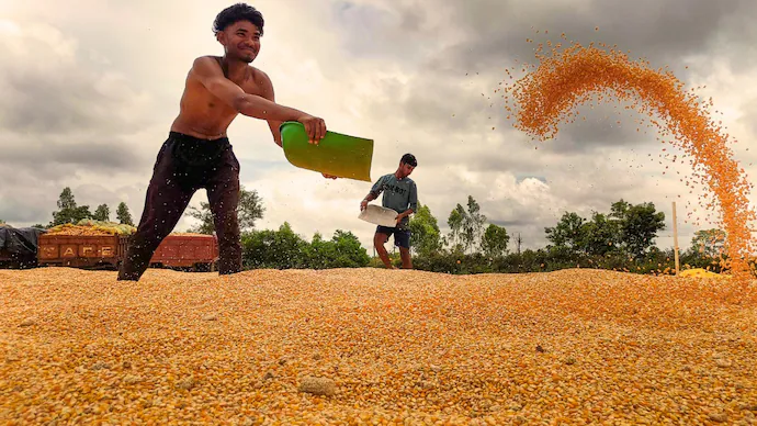 Maize harvest likely to be hit on deficient rains, feed cost to increase