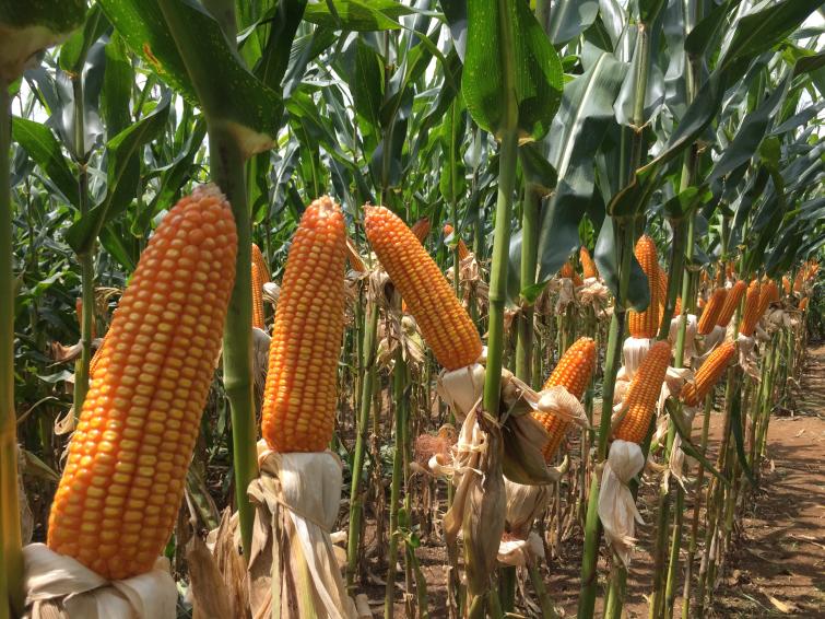 Syngenta Indonesia honored with two awards for automation, corn biotechnology