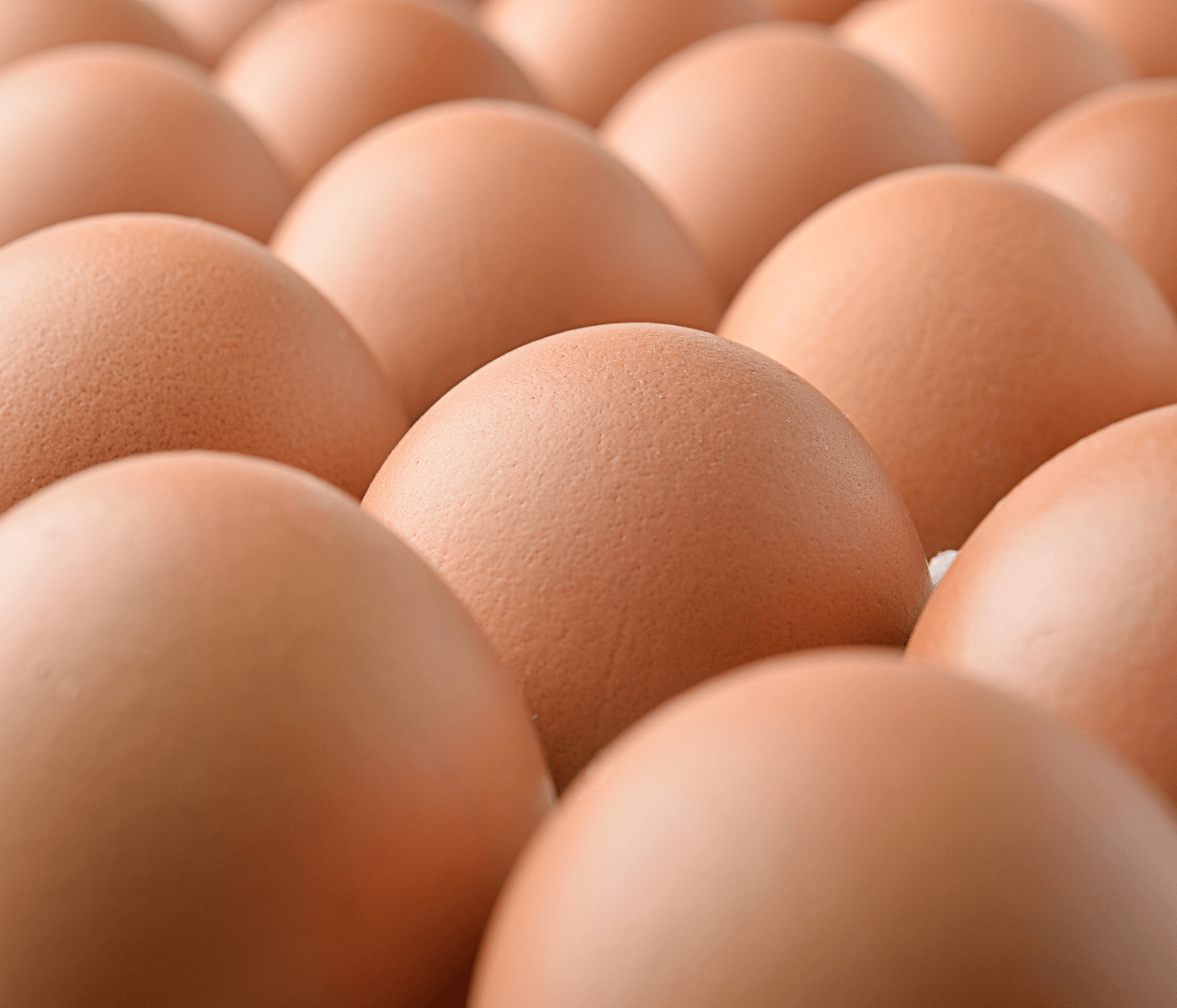 Proyecto pionero busca convertir huevos no comercializables en alimento animal