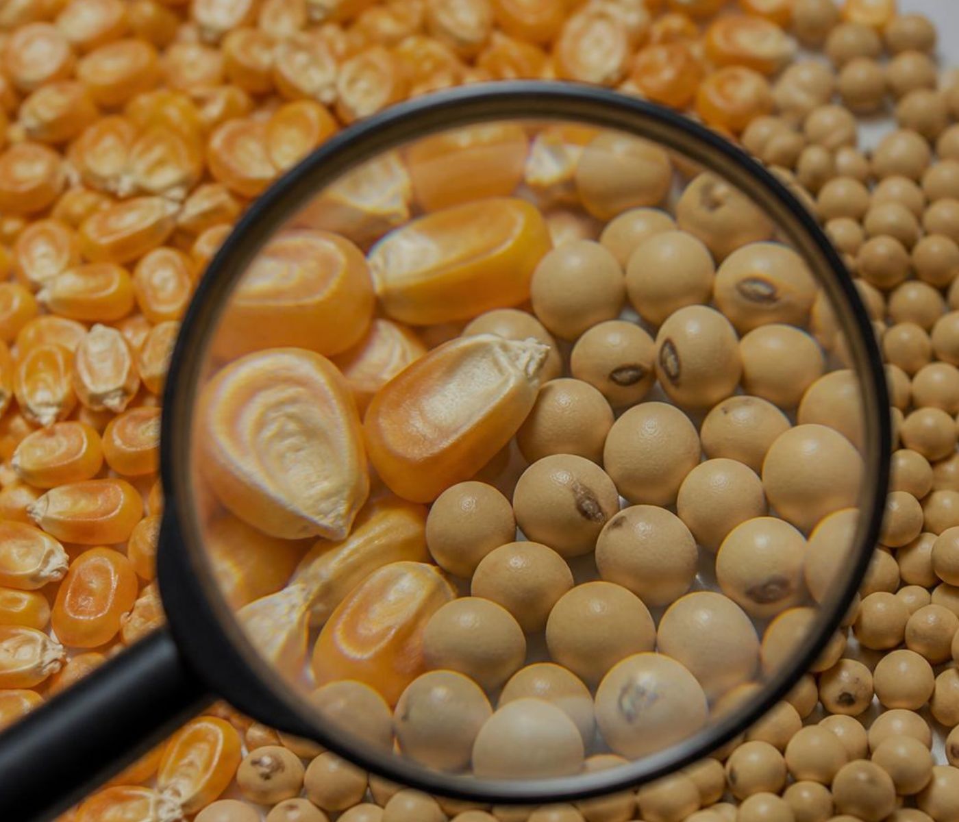 Materias primas para nutrición animal: cómo evaluar su calidad