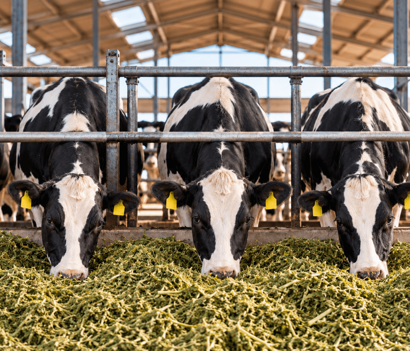 Análisis de la ingestión diaria de materia seca en vacas lecheras -Parte I