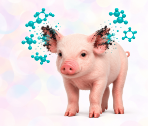 Micotoxinas y necrosis de orejas en lechones: ¿causa, cofactor o coincidencia?