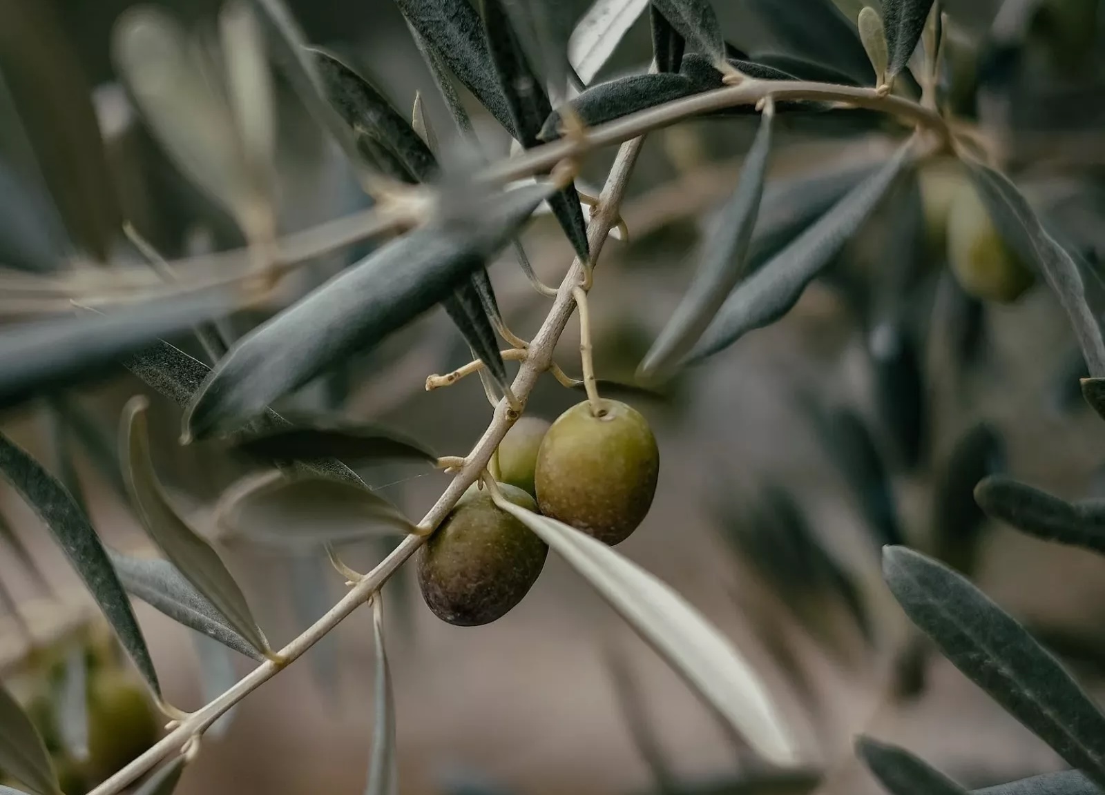 Innovad Group and Olea Fortius join forces to develop Mediterranean phytogenics