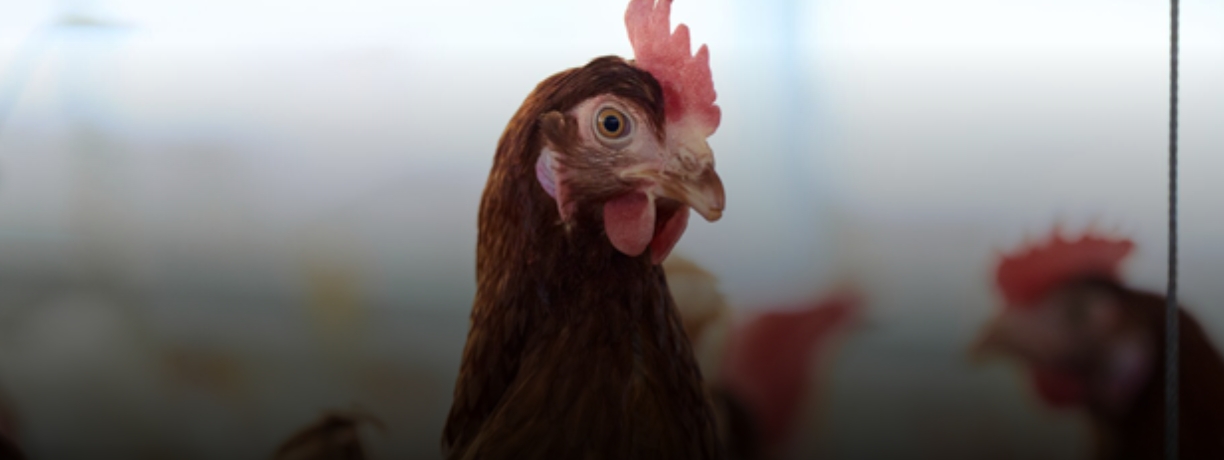 Micotoxinas en aves: ocurrencia, impactos y estrategias de mitigación