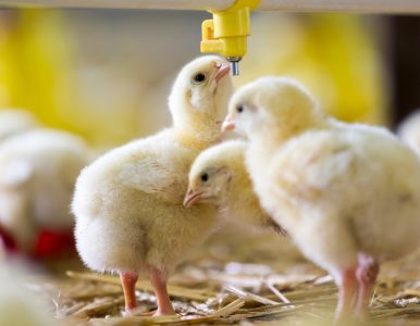 High-performance in poultry production: Biotechnological strategies with Arm & Hammer
