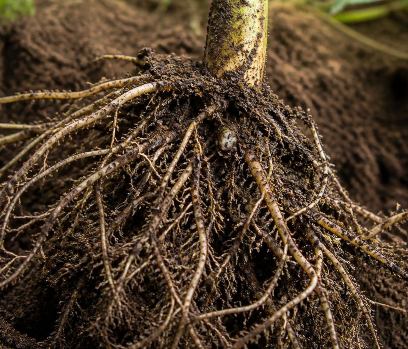 Bacterias del suelo: Alternativa para reducir la dependencia de fertilizantes